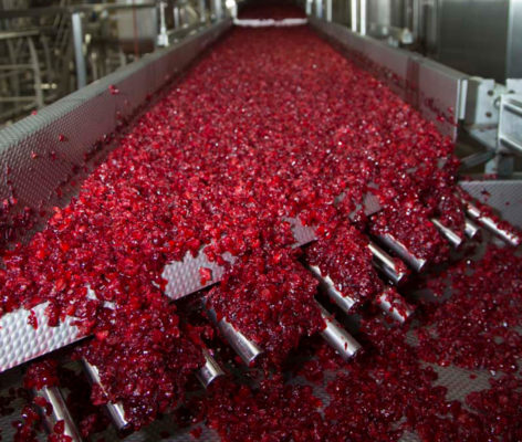 Cranberries being processed in a plant on a conveyor belt
