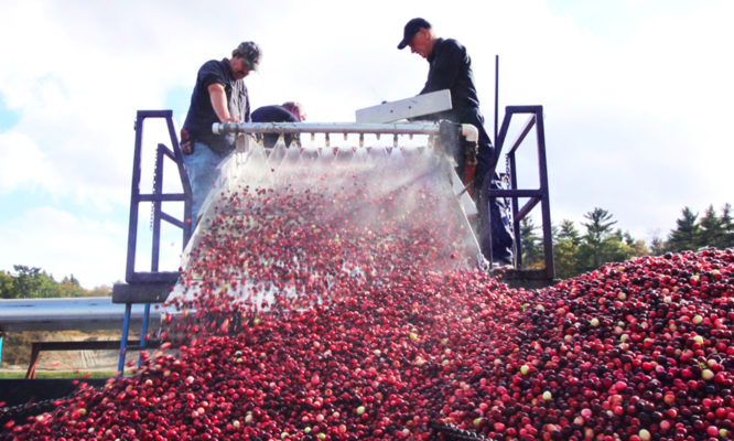 Two workers process harvest cranberries