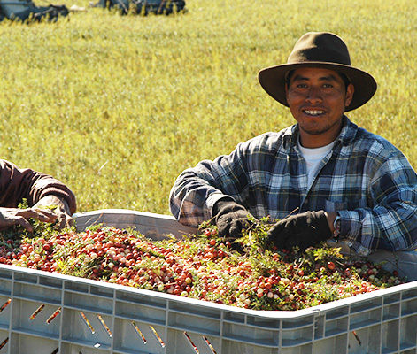 A cranberry grower smiles happily in a field